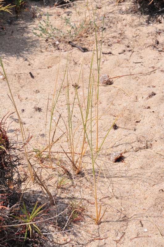 Sorta di giunco d.d.